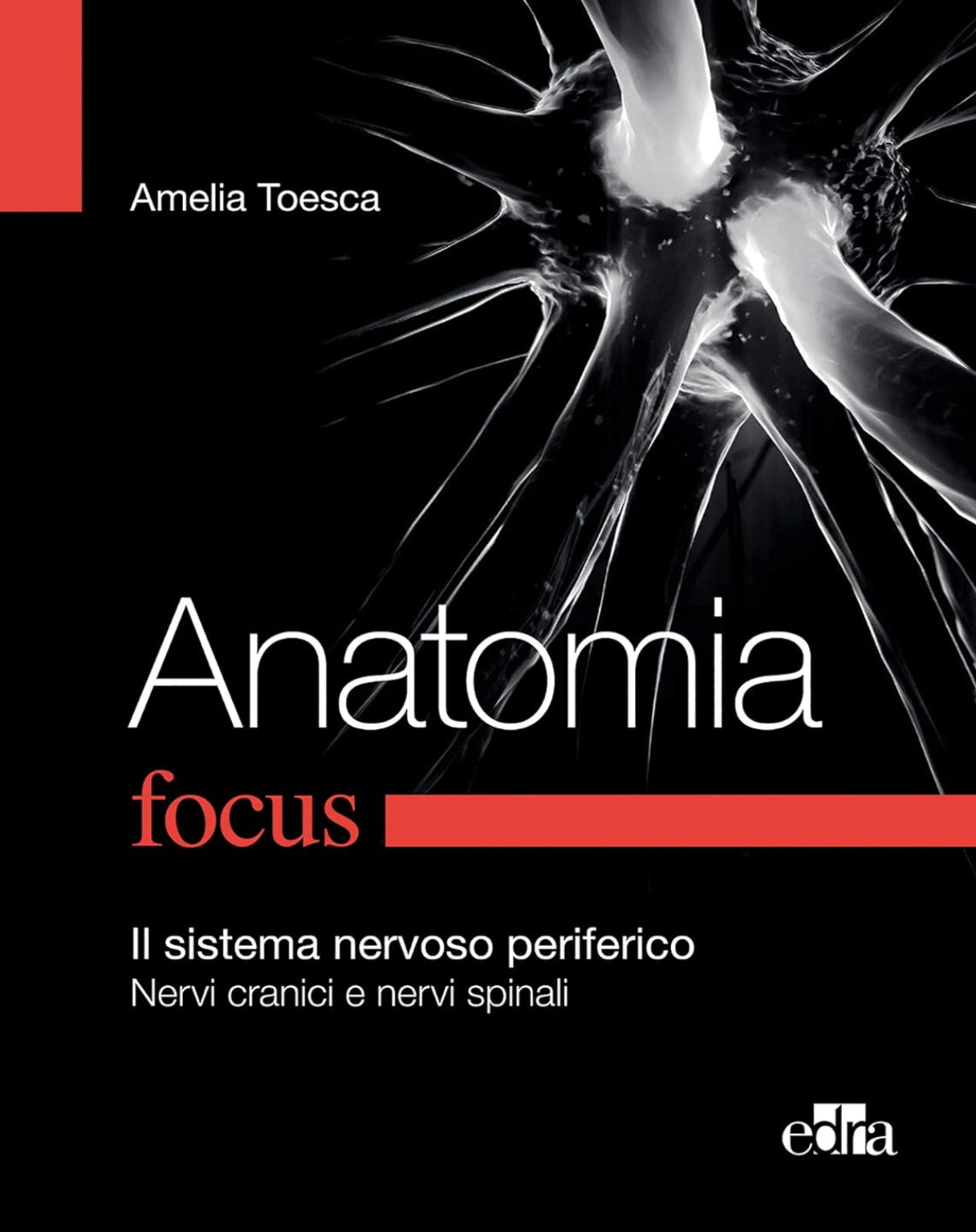 Anatomia Focus - Il sistema nervoso periferico - Nervi cranici e nervi spinali