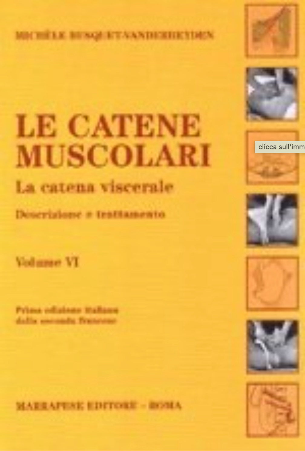 Le Catene Muscolari - La Catena Viscerale - Descrizione e Trattamento