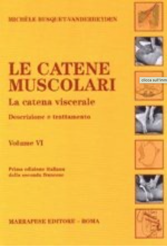 Le Catene Muscolari - La Catena Viscerale - Descrizione e Trattamento