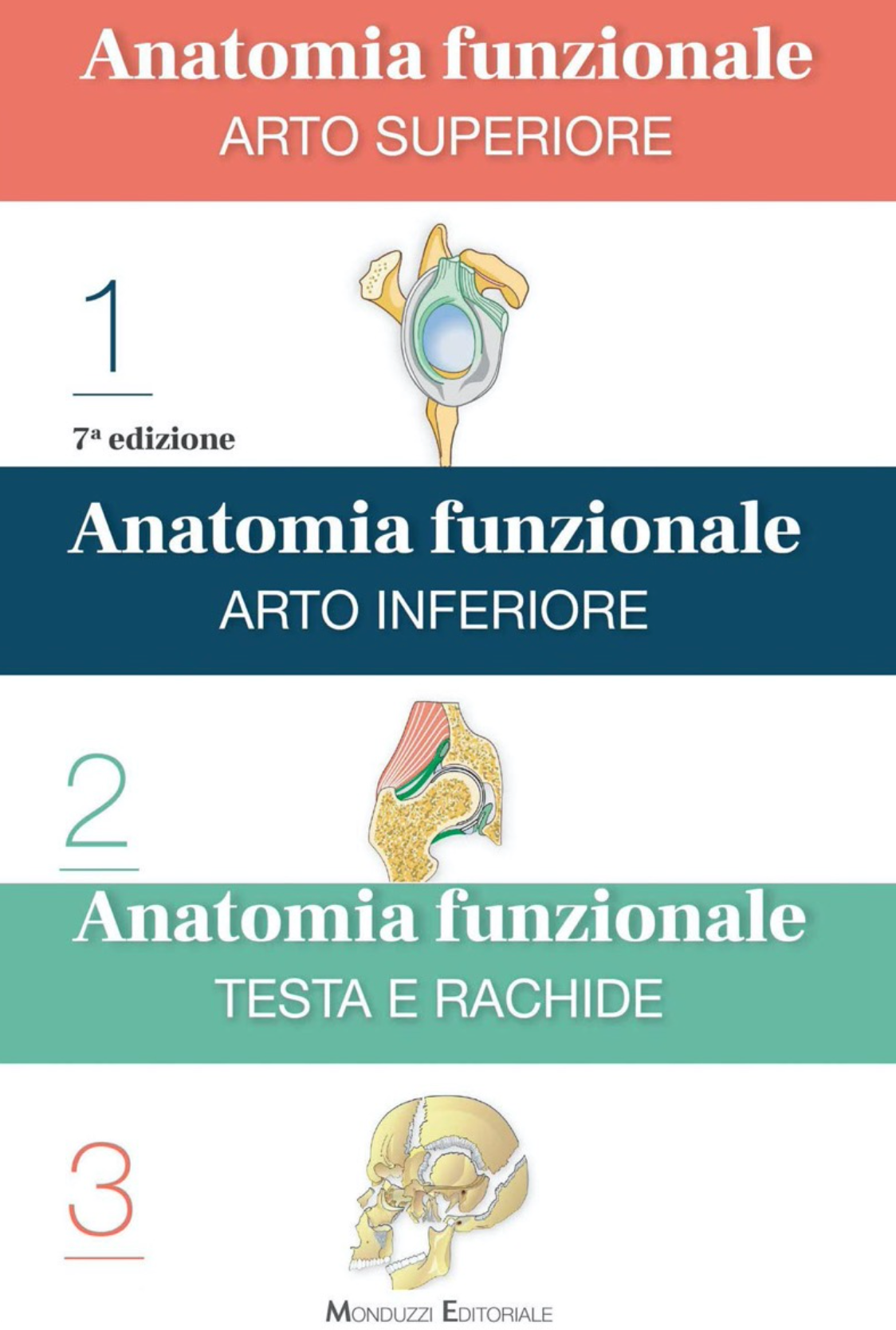 Anatomia funzionale - Arto superiore - Arto Inferiore - Testa e rachide